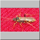 Amblyteles armatorius - Schlupfwespe w01i 14mm - Brocken-Gipfel-1142m-Harz ca-2000 Stueck-fdet02.jpg